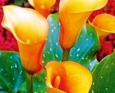 кала Orange County 